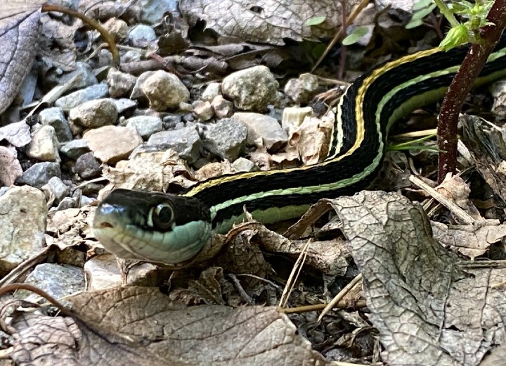 Western Ribbon Snake